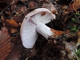 Lepista glaucocana image