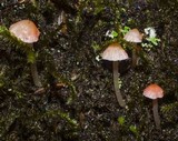 Atheniella adonis image