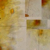Galerina sphagnorum image