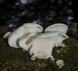 Pleurocybella porrigens image