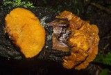 Pycnoporellus fulgens image
