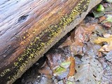 Calocera cornea image