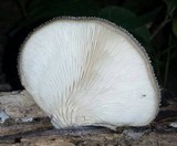 Hohenbuehelia mastrucata image