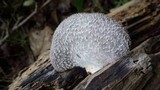 Hohenbuehelia mastrucata image