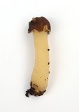 Verpa conica image