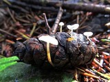 Strobilurus trullisatus image
