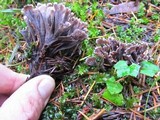 Thelephora palmata image
