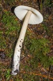 Amanita pachycolea image