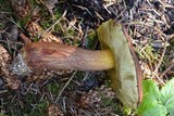 Boletus fibrillosus image
