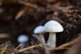 Clitopilus prunulus image