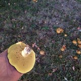 Suillus brevipes image