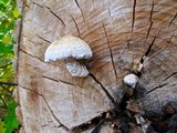 Hemipholiota populnea image