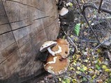 Hemipholiota populnea image
