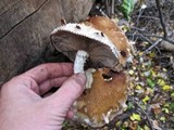 Hemipholiota populnea image