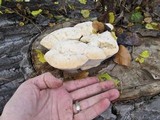 Spongipellis unicolor image