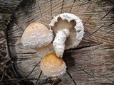 Hemipholiota populnea image