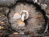 Hemipholiota populnea image