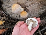 Hemipholiota populnea image