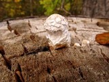 Hemipholiota populnea image