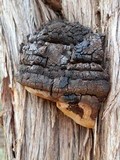 Fomitiporia robusta image