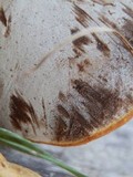 Ganoderma curtisii image