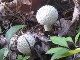 Amanita rhopalopus image