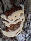 Ganoderma sessile image