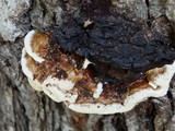 Ganoderma sessile image