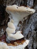 Ganoderma sessile image