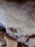 Ganoderma sessile image