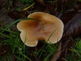 Rhodocollybia butyracea image