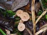 Gymnopus villosipes image