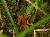 Gymnopus villosipes image