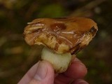 Suillus brevipes image