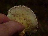 Suillus brevipes image