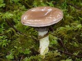 Gomphidius glutinosus image
