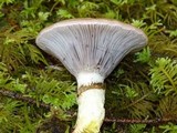 Gomphidius glutinosus image