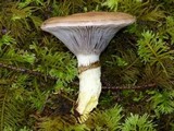 Gomphidius glutinosus image