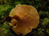 Hygrophoropsis aurantiaca image