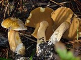 Suillus tomentosus image