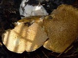 Suillus tomentosus image