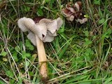 Gymnopus luxurians image