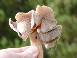 Gymnopus luxurians image