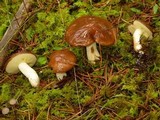 Suillus brevipes image
