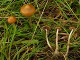 Psilocybe azurescens image