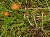Psilocybe azurescens image