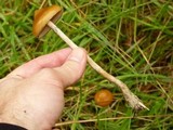 Psilocybe azurescens image