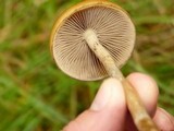 Psilocybe azurescens image