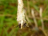 Psilocybe azurescens image