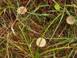 Amanita porphyria image
